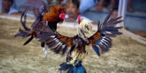 Trải Nghiệm Cách Chơi Đá Gà Sabong Tại J88 Kịch Tính Nhất 2025