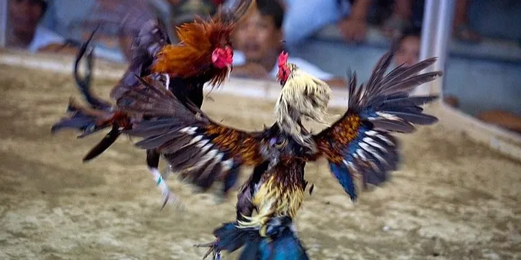 Trải Nghiệm Cách Chơi Đá Gà Sabong Tại J88 Kịch Tính Nhất 2025